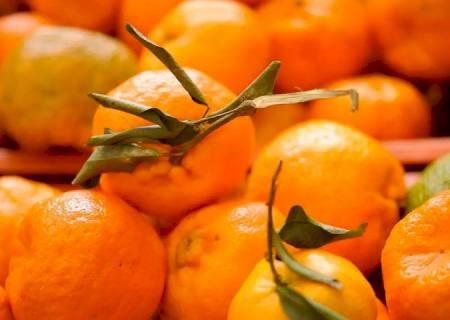 Doença greening: Iagro alerta sobre riscos na compra de mudas irregulares em MS