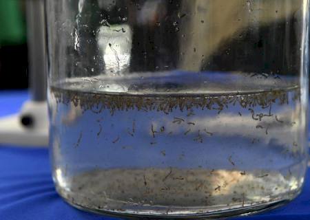 Governo destina R$ 4 milhões a municípios para investir em ações de combate à dengue, zika e chikungunya