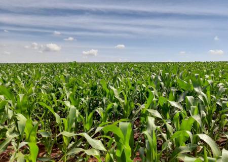 Mato Grosso do Sul deve produzir 11,4 milhões de toneladas de milho na segunda safra, estima Aprosoja