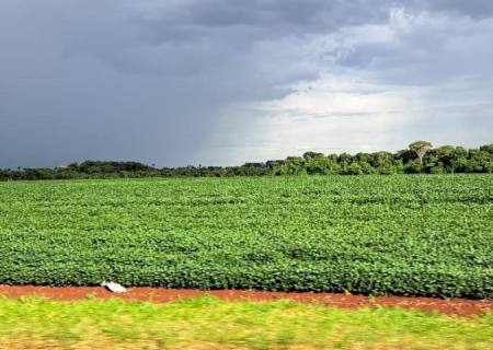 Prazo para cadastro de áreas de plantio de soja encerra em 31 de janeiro em MS
