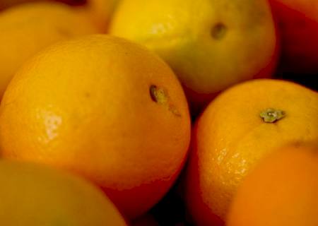 Iagro alerta sobre perigo na compra de mudas irregulares em função da doença greening