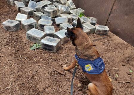 Cães da PRF farejam maconha em carga de serragem de madeira em Campo Grande