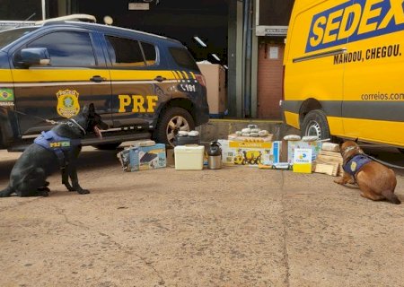 PRF e Correios realizam operação de combate ao narcotráfico em Campo Grande