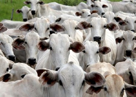 Ministério da Agricultura confirma MS como área livre de febre aftosa sem vacinação