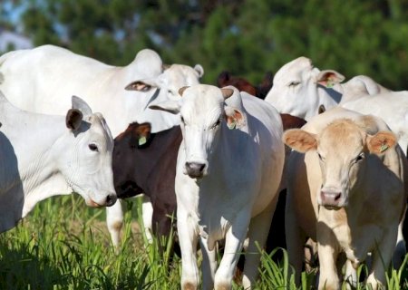 Boi gordo: preços atravessam 1º trimestre em movimento de queda