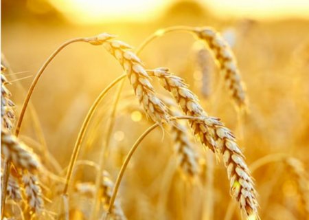 Clima adverso e preços baixos desestimulam plantio de trigo no Brasil