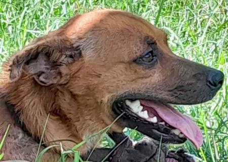 Polícia Civil resgata cão em situação de maus-tratos em Corumbá