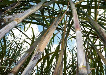 Força do agro: com apoio do governo, MS bate recorde na produção de cana com 50,5 milhões de toneladas
