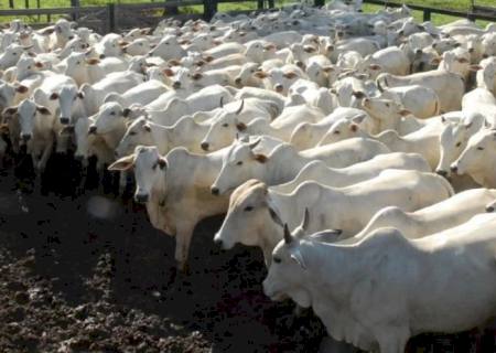 Governo recebe proposta de rastreabilidade bovina