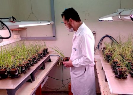 Bactérias do trigo controlam fungo que provoca doença