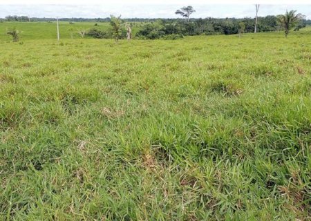 Descoberta a planta de cobertura que aumenta a produtividade da soja em 17%