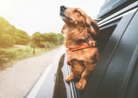 Saiba qual a melhor forma de transportar animais de estimação no carro