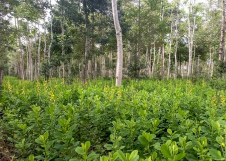 Brasil deve recuperar 25 milhões de hectares de vegetação nativa