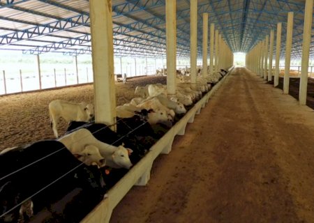 Confinamento coberto é alternativa para criação em áreas menores