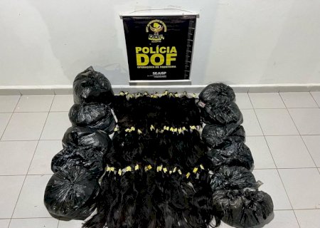 DOF apreende carga de cabelos humanos avaliada em R$ 440 mil