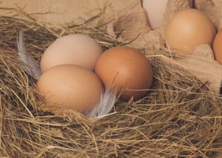 Ovos: exportações brasileiras mensais caíram pela metade em março