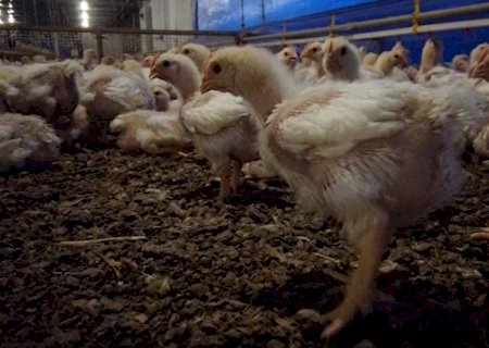 Frango: poder de compra cresce frente ao milho, mas cai em relação ao farelo