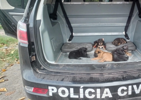 Polícia Civil resgata seis cães em operação de combate aos maus-tratos em Corumbá