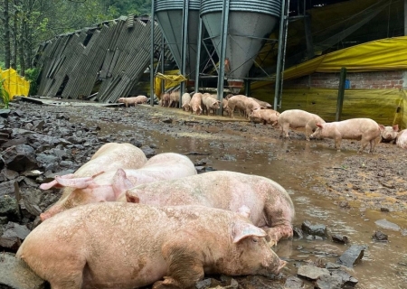 Produtores de suínos estimam prejuízos milionários no Rio Grande do Sul