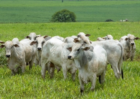 Nigéria abre mercado para bovinos e bubalinos vivos do Brasil