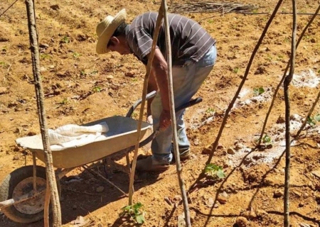 Clima reduz produtividade de hortaliças, mas preço se eleva e garante boa rentabilidade