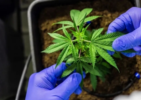 PEC das drogas será pauta da Câmara nesta semana