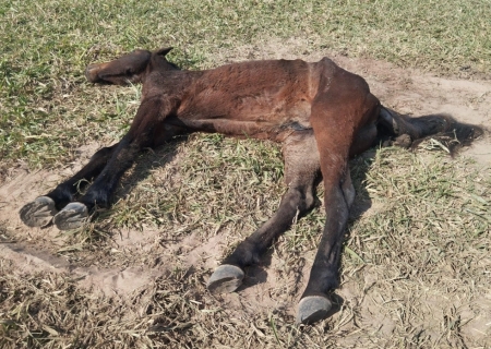 Dono de cavalo é multado em R$ 3 mil por maus-tratos em Taquarussu