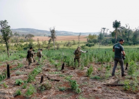 PF e Senad encerram 45ª fase da 'Operação Nova Aliança'