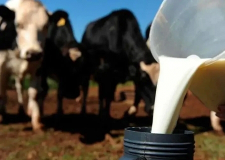 Preço do leite ao produtor registra sexto aumento consecutivo
