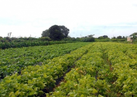 Plano Safra: juros altos e alocação de recursos preocupam bancada do agro