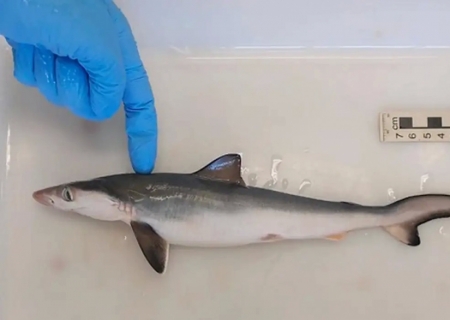 Tubarões são contaminados por cocaína, revela estudo da Fiocruz