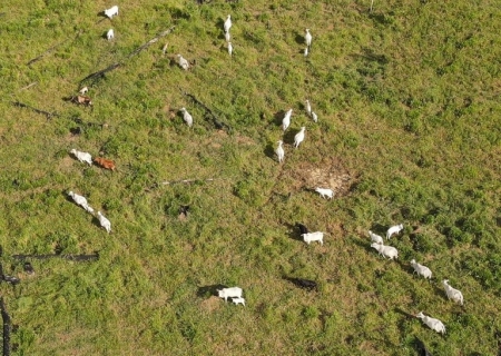 Estiagem e pragas matam mais de 7 mil cabeças de gado no Norte do país