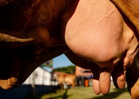 País vai taxar produtor rural por emissões de carbono na pecuária