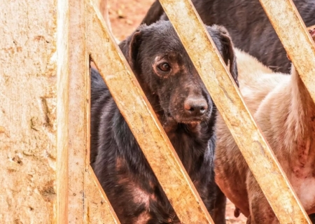 Irmãs de ONG protetora de animais são presas por maus-tratos a 250 cães e gatos em Campo Grande