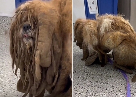 Cão resgatado em estado lastimável revela o rostinho mais lindo após receber amor pela primeira vez
