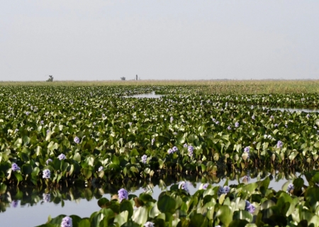 Maior que Portugal: mapa mostra imensidão do Pantanal em MS e desafios de logística no bioma