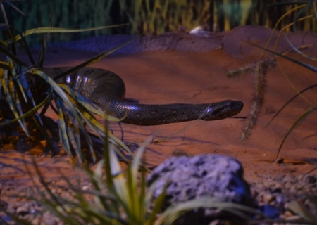 No Dia Mundial da Cobra, Bioparque destaca importância de duas moradoras que ganharam vida nova