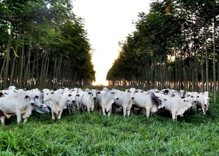 Brasil intensifica sustentabilidade na pecuária com inovações da Embrapa