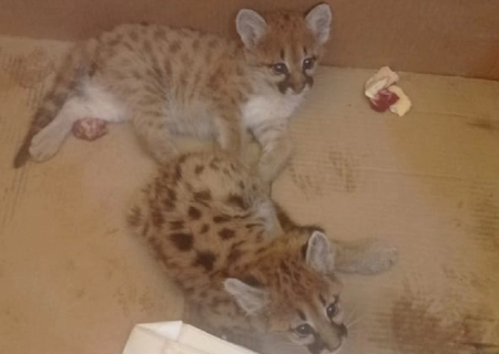 Polícia Ambiental resgata filhotes de onça parda em Nova Alvorada do Sul