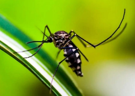 Estratégia de combate ao Aedes com larvicida vira política nacional