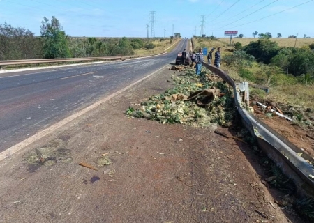 Motorista morre ao tentar desviar de vacas e capotar em rodovia