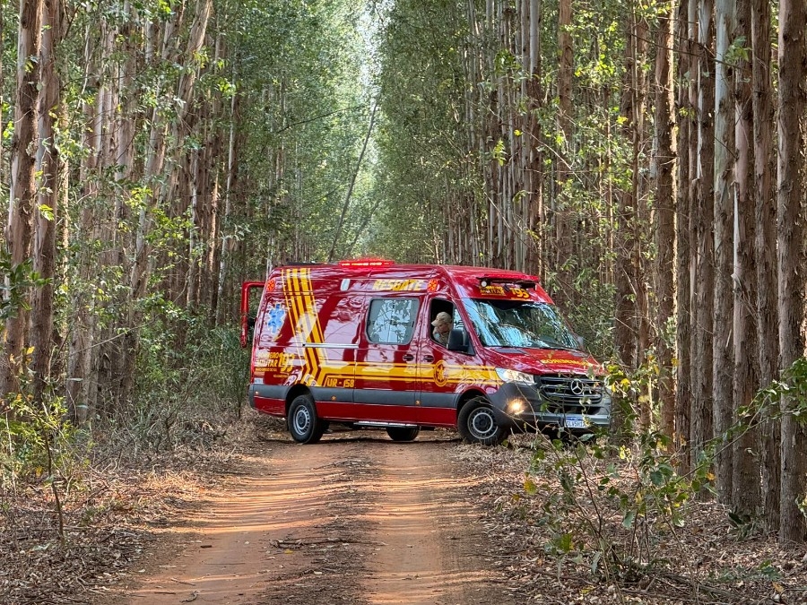 Floresta de eucaliptos é atingida por incêndio em Nova Andradina