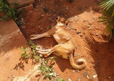 Em Taquarussu, Polícia Civil prende homem suspeito de maltratar cachorro