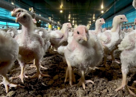 Ministério da Agricultura declara fim do estado de emergência zoossanitária no RS