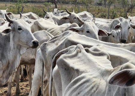 Fazendeira é autuada em R$ 273 mil por deixar gado passar fome em Jardim