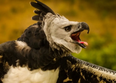 Fenômenos naturais põem em risco de extinção quase 4 mil espécies
