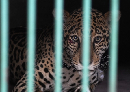 Onça é resgatada no Pantanal e chega ao Hospital Ayty para tratamento