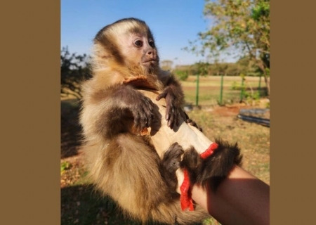 Mulher compra filhote de macaco-prego vítima de maus-tratos e o entrega à polícia em Ponta Porã
