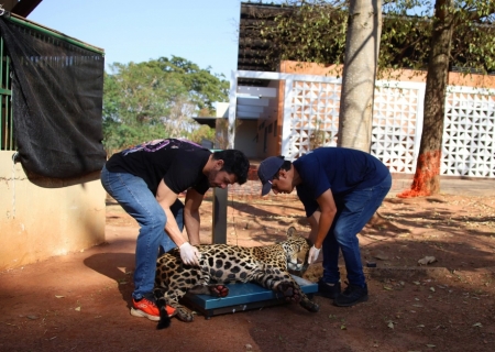 Onça-pintada Miranda passa pelos primeiros exames e continua em tratamento especial no Ayty