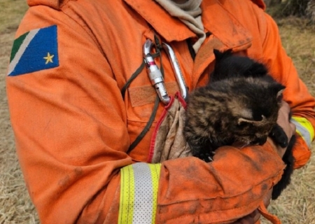 Imasul recebe filhotes de gato palheiro, mais dois animais resgatados do fogo